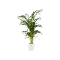 brussels round 30cm white